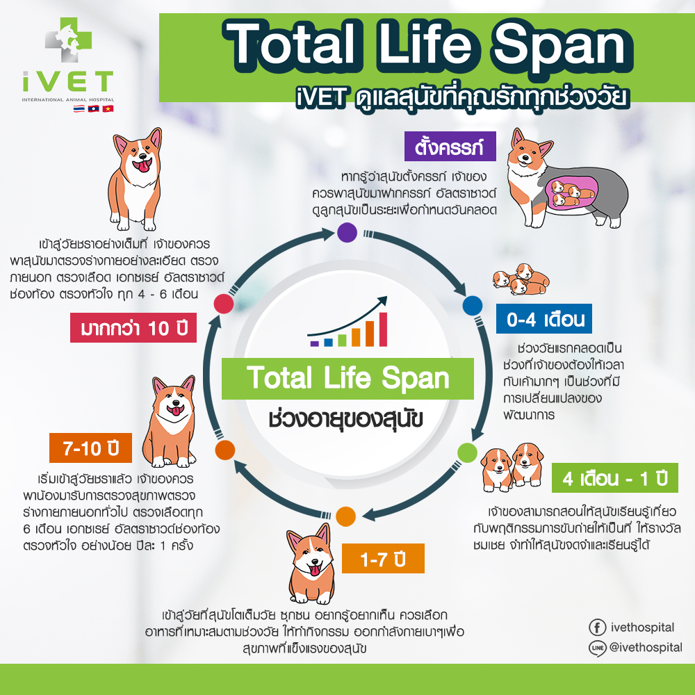 การดูแลสุนัขในแต่ละช่วงวัย Total Life Span